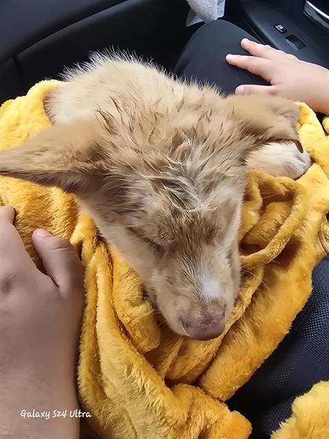 POPCORN, an adoptable Golden Retriever in San Antonio, TX