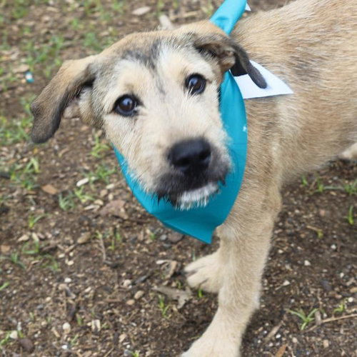 HUMPHREY, an adoptable Border Terrier in San Antonio, TX