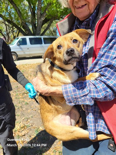 LIBERTY, an adoptable Terrier in San Antonio, TX
