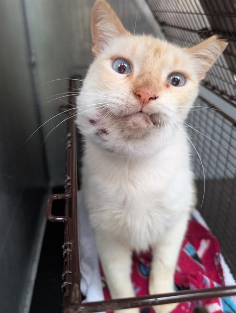 CASHMERE, an adoptable Siamese in San Antonio, TX