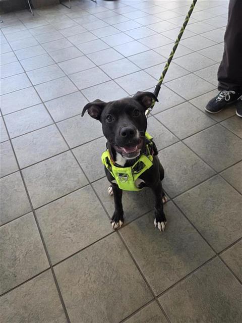 DASHA, an adoptable Terrier in San Antonio, TX