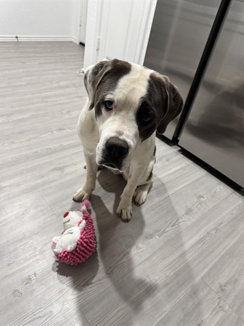 FOXY SHAZAM, an adoptable Mastiff in San Antonio, TX