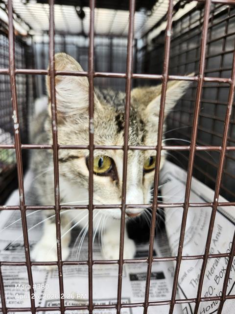 MAMA, an adoptable Domestic Medium Hair in San Antonio, TX