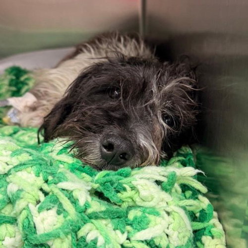 BUSTA, an adoptable Terrier in San Antonio, TX