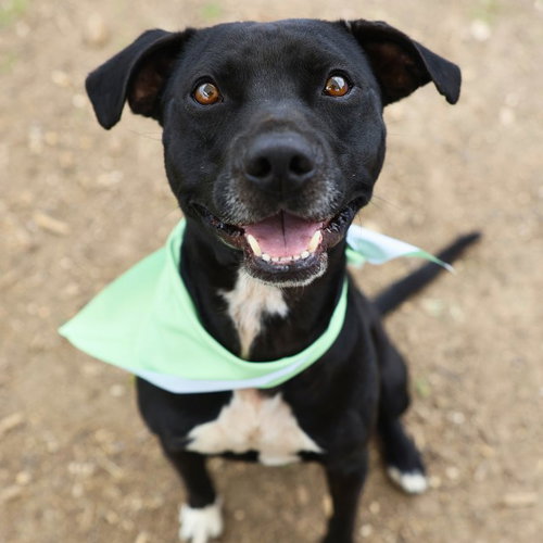 DASHER, an adoptable American Staffordshire Terrier in San Antonio, TX