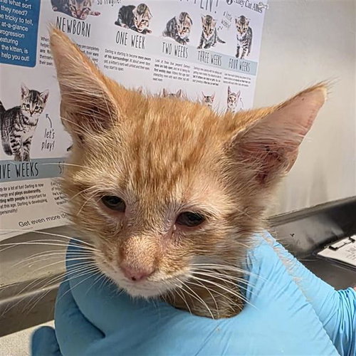 STEVEN, an adoptable Domestic Short Hair in San Antonio, TX