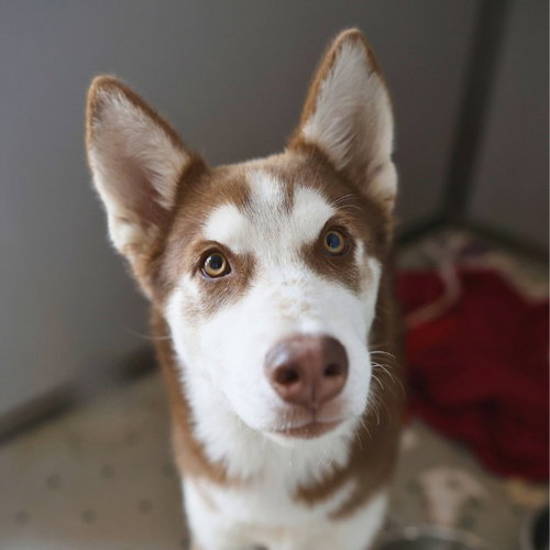 GENERAL, an adoptable Husky in San Antonio, TX