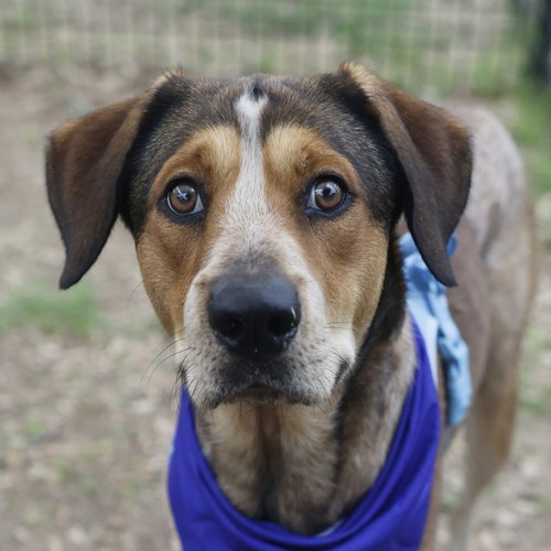 KENY, an adoptable Hound in San Antonio, TX