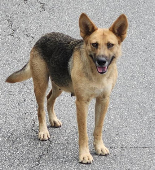 A805276 - German Shepherd Dog available for adoption