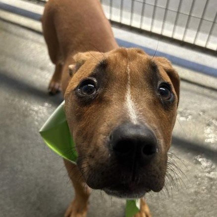MARLEY, an adoptable Boxer in San Antonio, TX