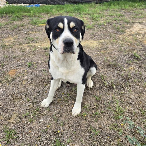 LEROY, an adoptable American Staffordshire Terrier in San Antonio, TX
