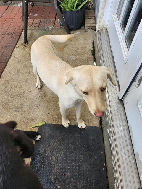 A805437 - Labrador Retriever available for adoption