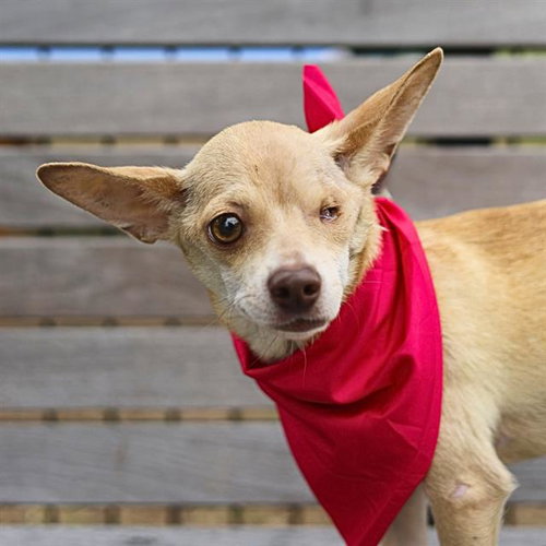 CARMEN, an adoptable Chihuahua in San Antonio, TX