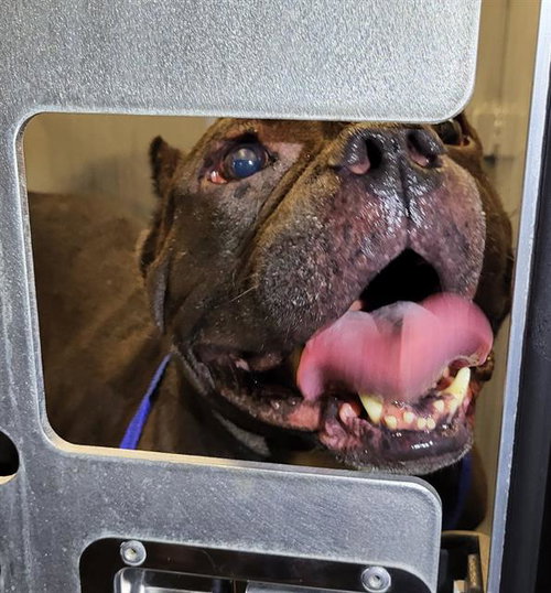 A805466, an adoptable Staffordshire Bull Terrier in San Antonio, TX