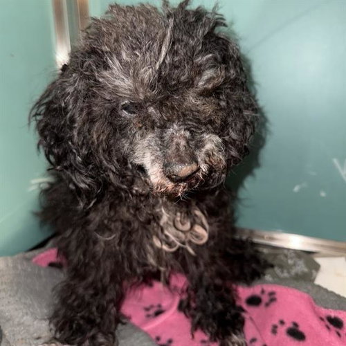MOXIE, an adoptable Poodle in San Antonio, TX