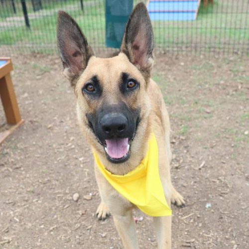 WYLIE, an adoptable German Shepherd Dog in San Antonio, TX