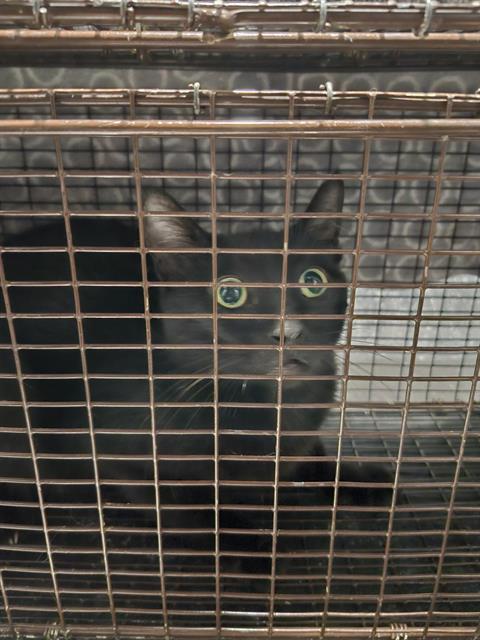 BILLY, an adoptable Domestic Short Hair in San Antonio, TX