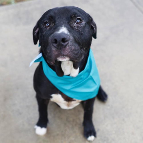 RUNT, an adoptable American Staffordshire Terrier in San Antonio, TX