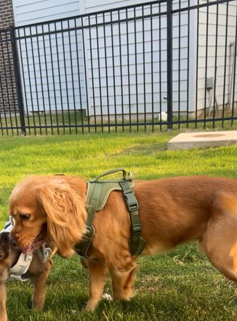 DANE, an adoptable Cocker Spaniel in San Antonio, TX
