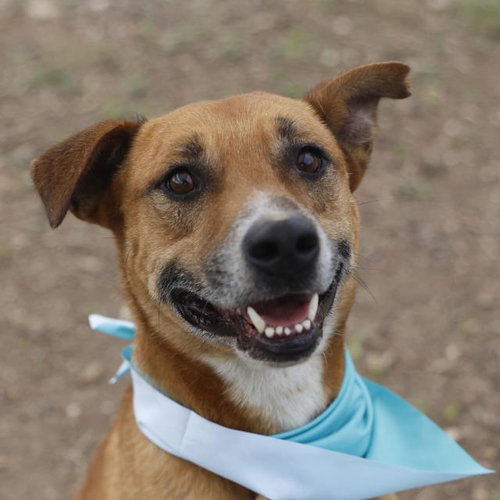 GREG, an adoptable Terrier in San Antonio, TX