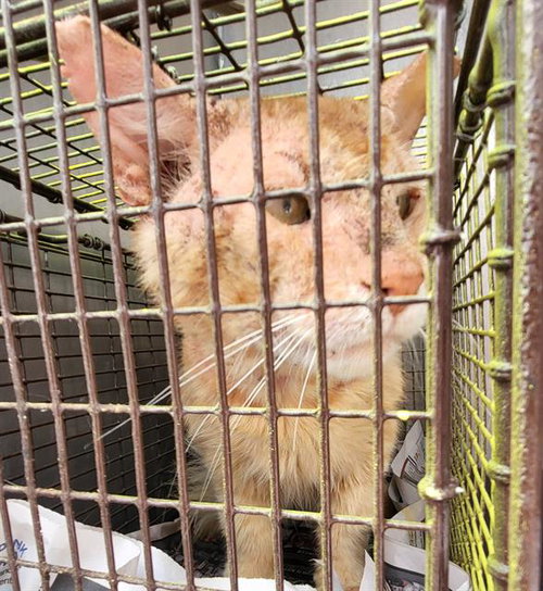 ODIN, an adoptable Domestic Medium Hair in San Antonio, TX