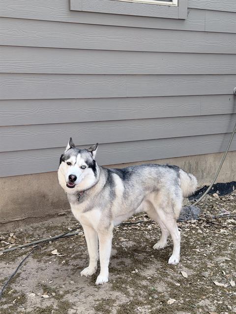 MAX, an adoptable Husky in San Antonio, TX