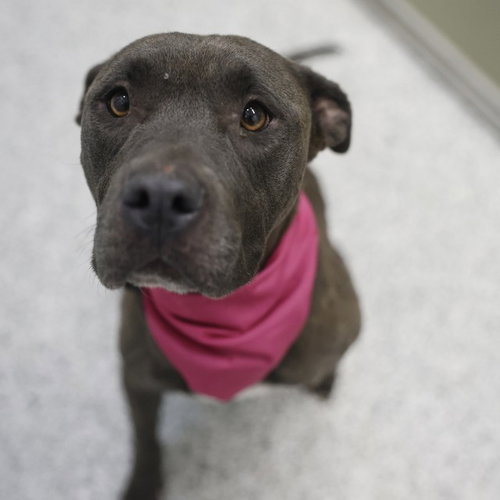 FREYA, an adoptable American Staffordshire Terrier in San Antonio, TX
