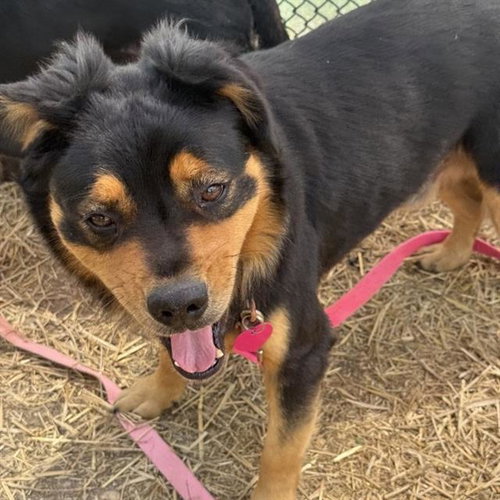 SOLO, an adoptable Rottweiler in San Antonio, TX