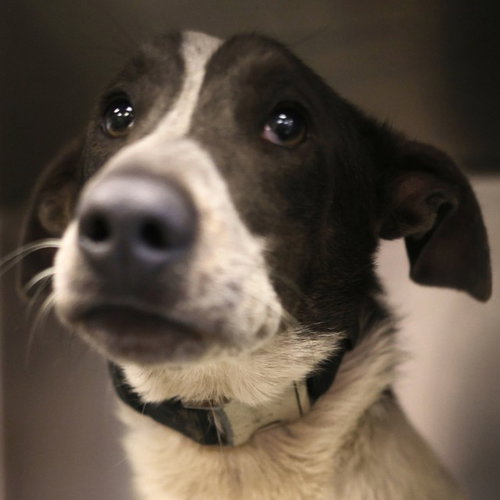 SOSUKE, an adoptable Basset Hound in San Antonio, TX