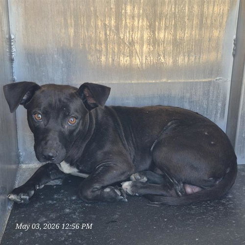 A806268, an adoptable Dachshund in San Antonio, TX