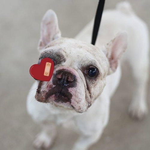 PEARL, an adoptable French Bulldog in San Antonio, TX