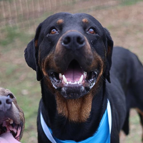 VAN DAME, an adoptable Rottweiler in San Antonio, TX