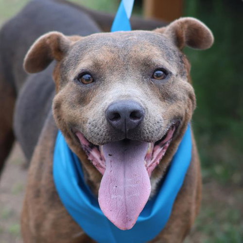 STALLONE, an adoptable American Staffordshire Terrier in San Antonio, TX