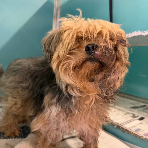 ZIGGY, an adoptable Yorkshire Terrier Yorkie in San Antonio, TX