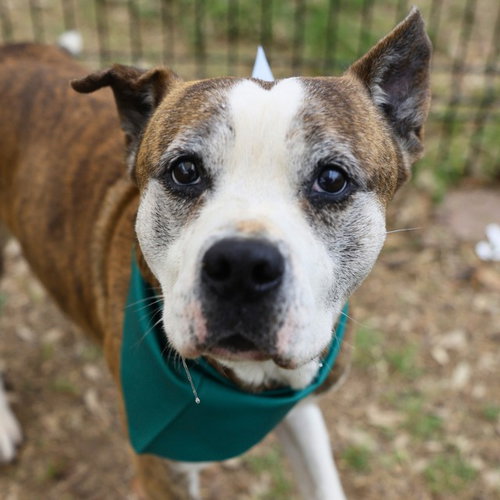 DOMINO, an adoptable American Staffordshire Terrier in San Antonio, TX