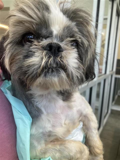 CHLOE, an adoptable Shih Tzu in San Antonio, TX