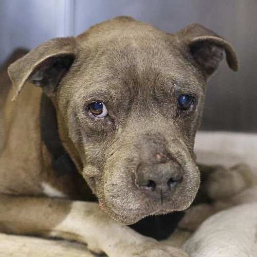 TANK, an adoptable American Staffordshire Terrier in San Antonio, TX