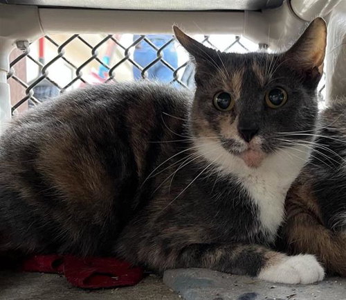 HABANERO, an adoptable Domestic Short Hair in San Antonio, TX