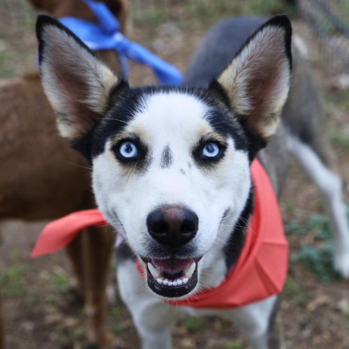 SARA LAUNDRY, an adoptable Husky in San Antonio, TX