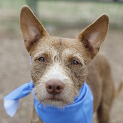 DOM DOGGA, an adoptable Terrier in San Antonio, TX