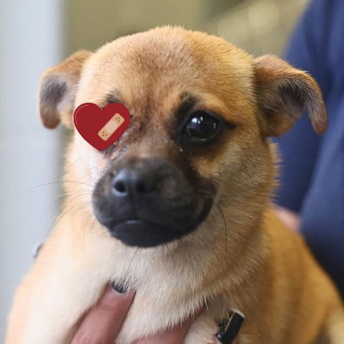 SWEET PEA, an adoptable Pug in San Antonio, TX