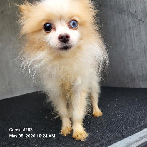 THEO, an adoptable Pomeranian in San Antonio, TX