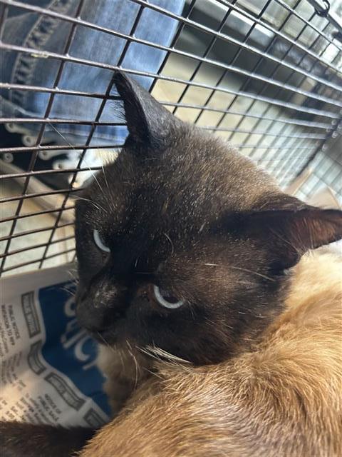HEFF, an adoptable Siamese in San Antonio, TX