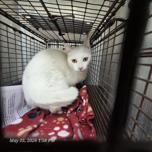 WINTER - Domestic Medium Hair available for adoption