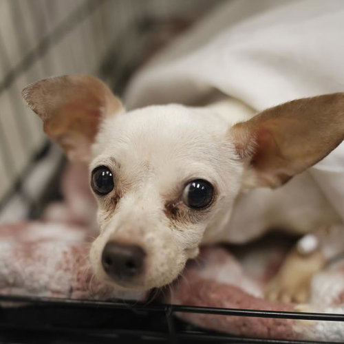 CANDY, an adoptable Chihuahua in San Antonio, TX