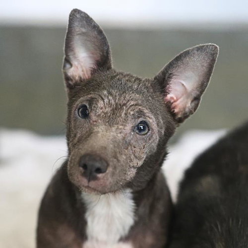 PRINCESS, an adoptable Chihuahua in San Antonio, TX