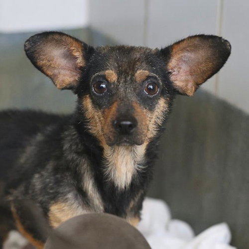MARLY, an adoptable Chihuahua in San Antonio, TX