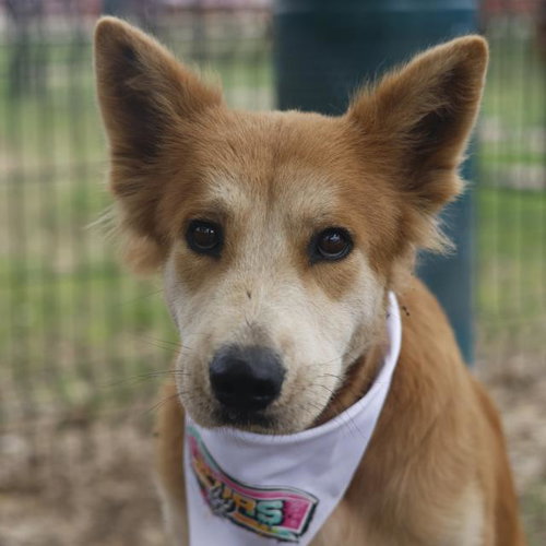 ROGUE, an adoptable Chow Chow in San Antonio, TX