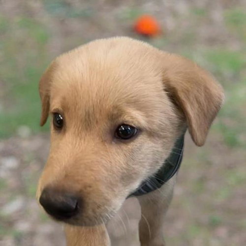 WINCHESTER, an adoptable Golden Retriever in San Antonio, TX