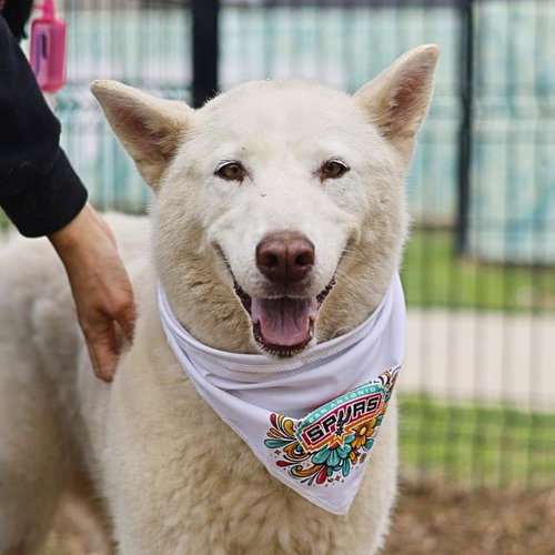 IVORY, an adoptable Siberian Husky in San Antonio, TX